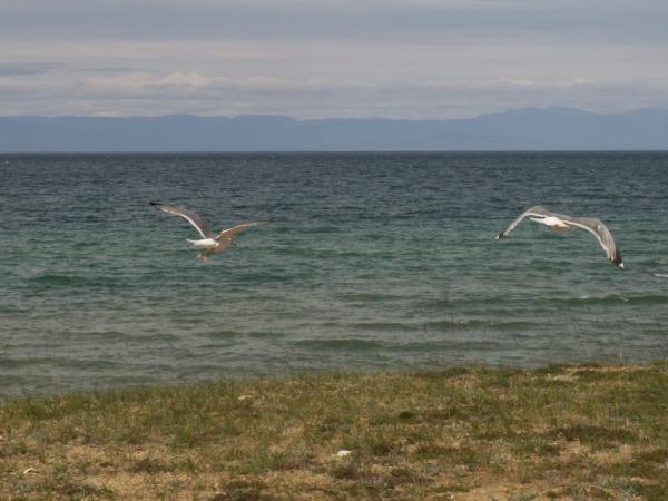 baykal2010_00247.jpg