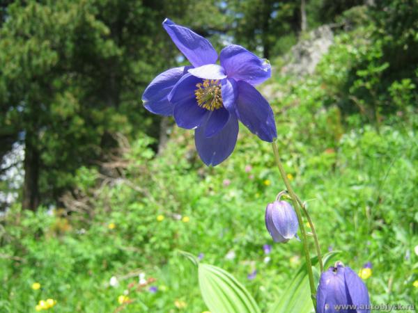 saygonosh-16-20-11_0000147.jpg