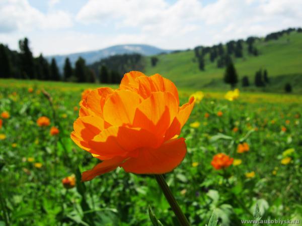 saygonosh-16-20-11_0000148.jpg